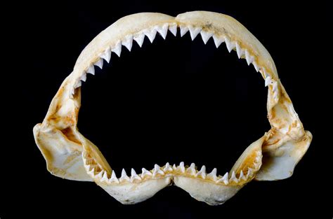 bull shark teeth rows.